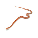 Albino Cube Corn Snake