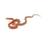 Albino Cube Corn Snake