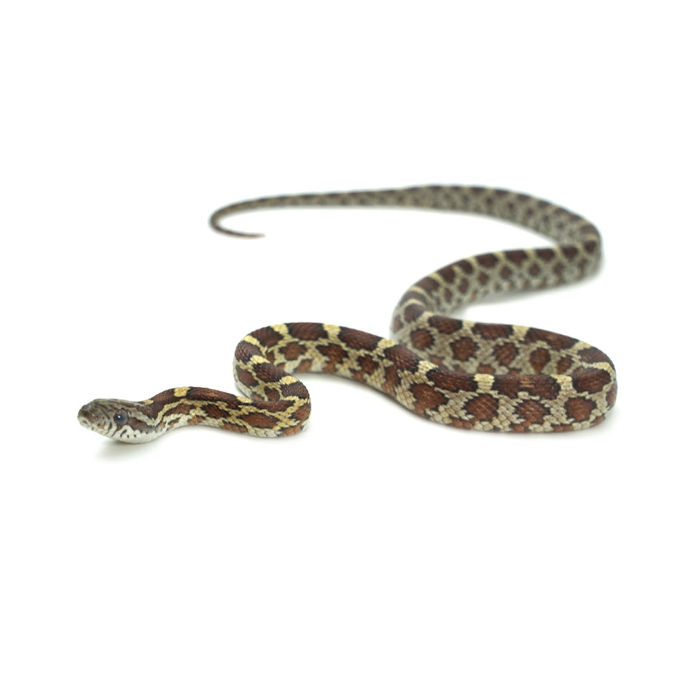 Normal Corn Snake