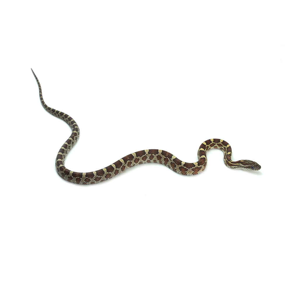 Normal Corn Snake