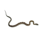 Normal Corn Snake