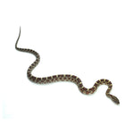 Normal Corn Snake
