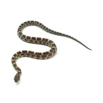 Normal Corn Snake