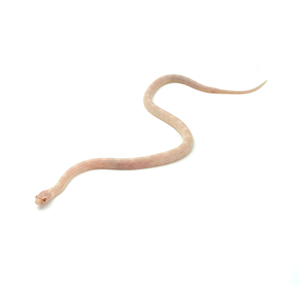 Blizzard Corn Snake