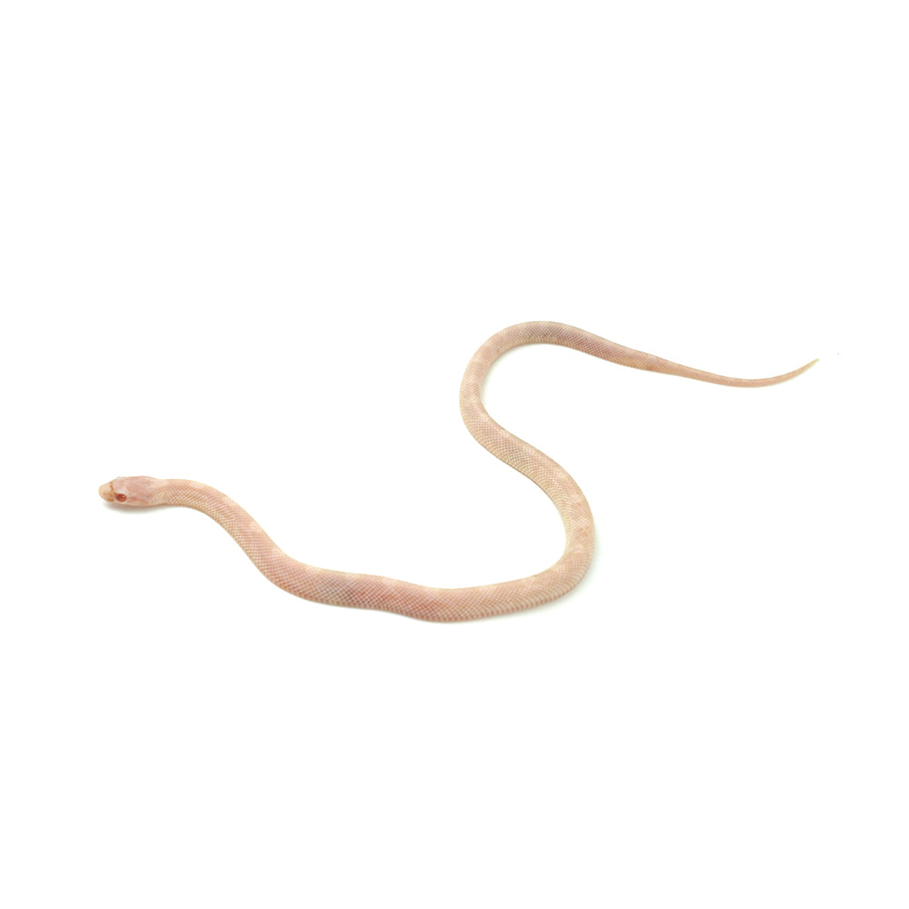 Blizzard Corn Snake