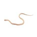 Blizzard Corn Snake