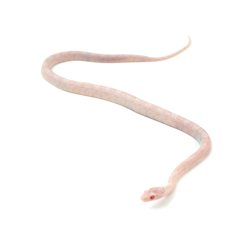 Blizzard Corn Snake