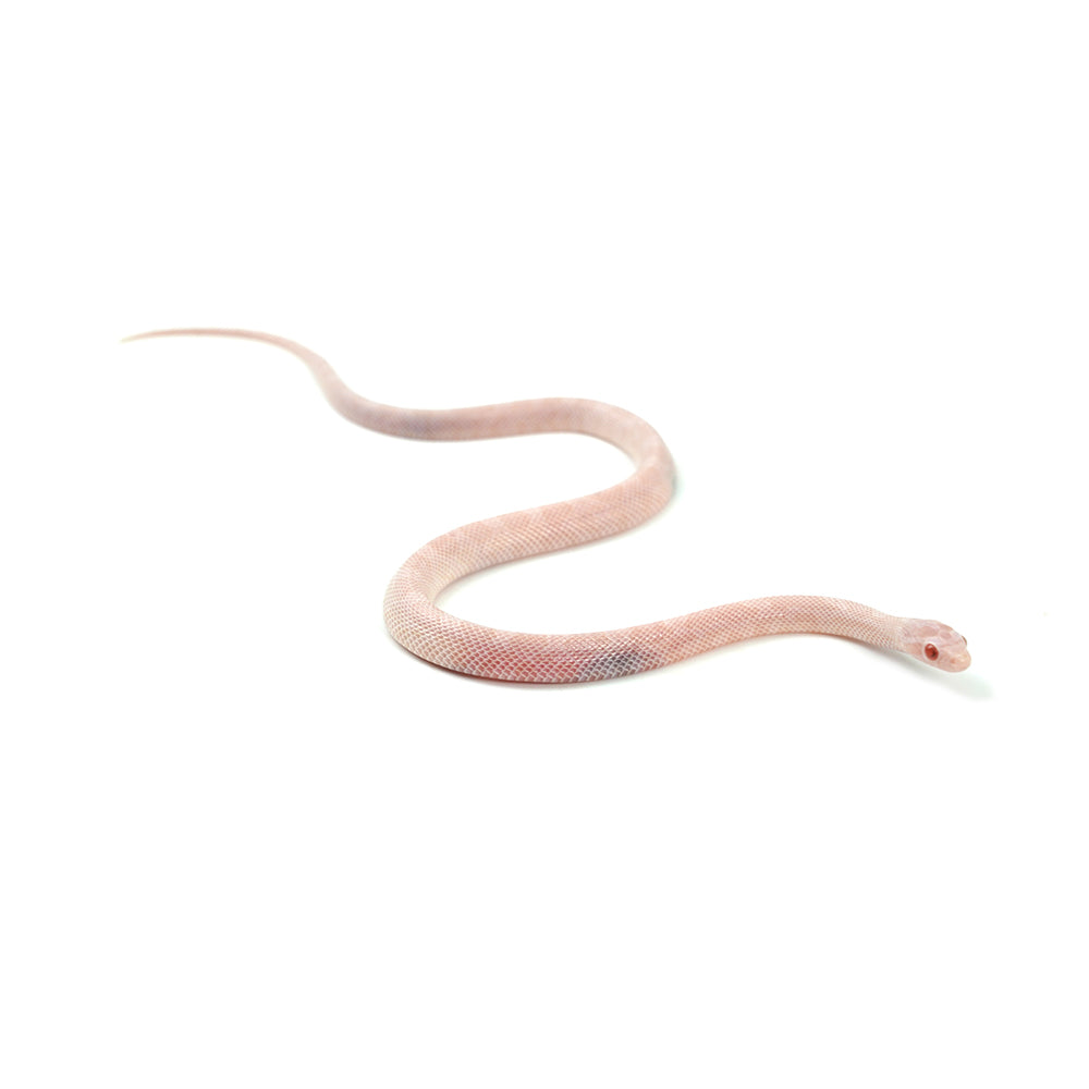 Blizzard Corn Snake