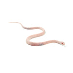Blizzard Corn Snake