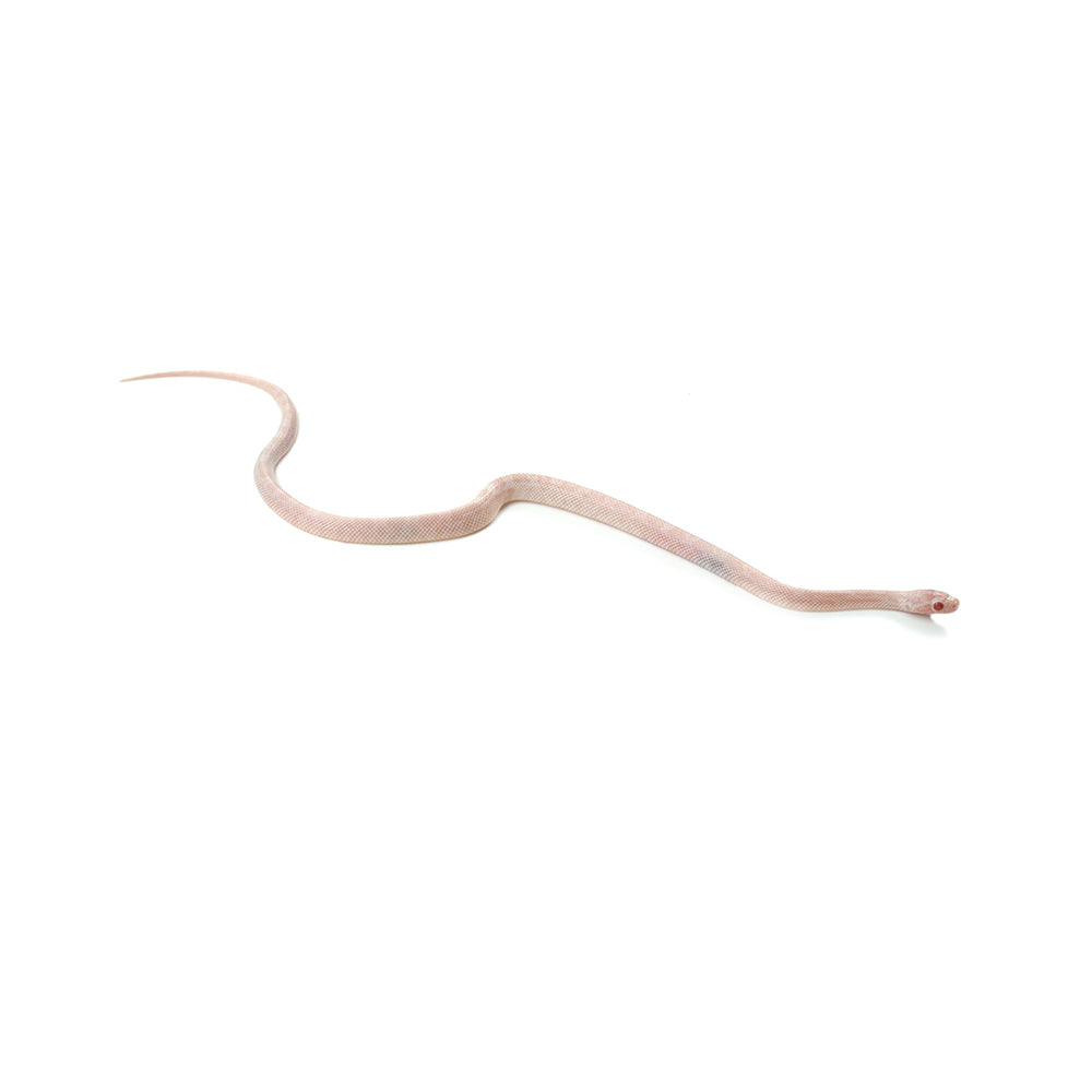 Blizzard Corn Snake