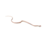 Blizzard Corn Snake