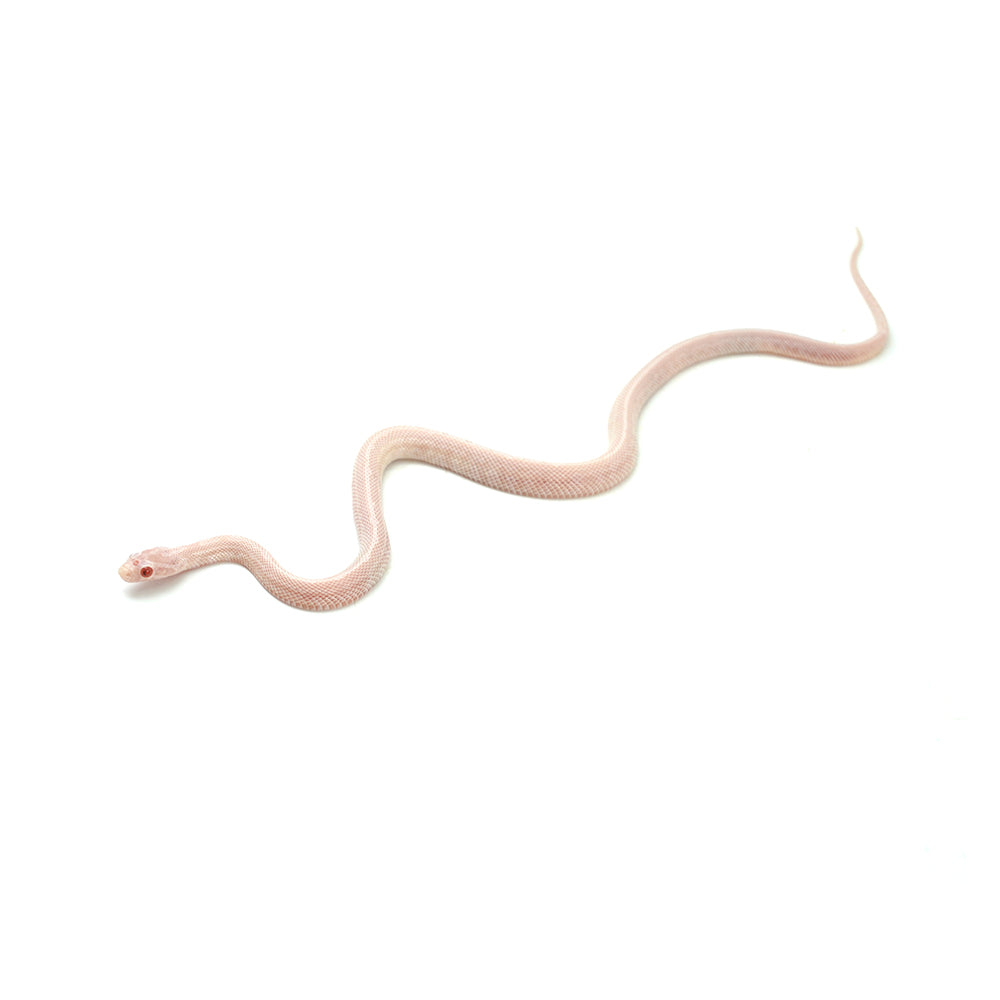 Blizzard Tessera Corn Snake