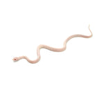 Blizzard Tessera Corn Snake