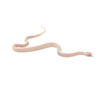 Blizzard Tessera Corn Snake
