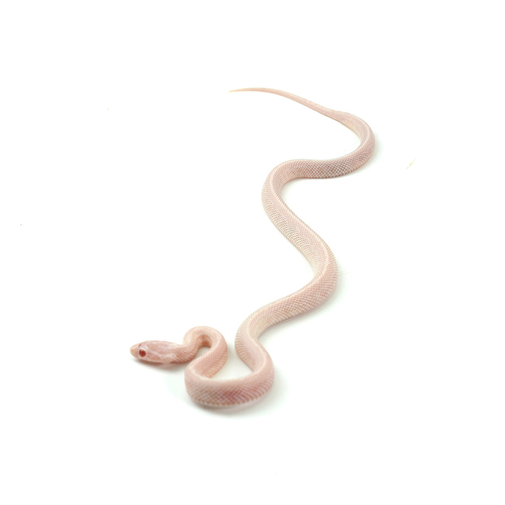 Blizzard Tessera Corn Snake