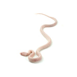 Blizzard Tessera Corn Snake