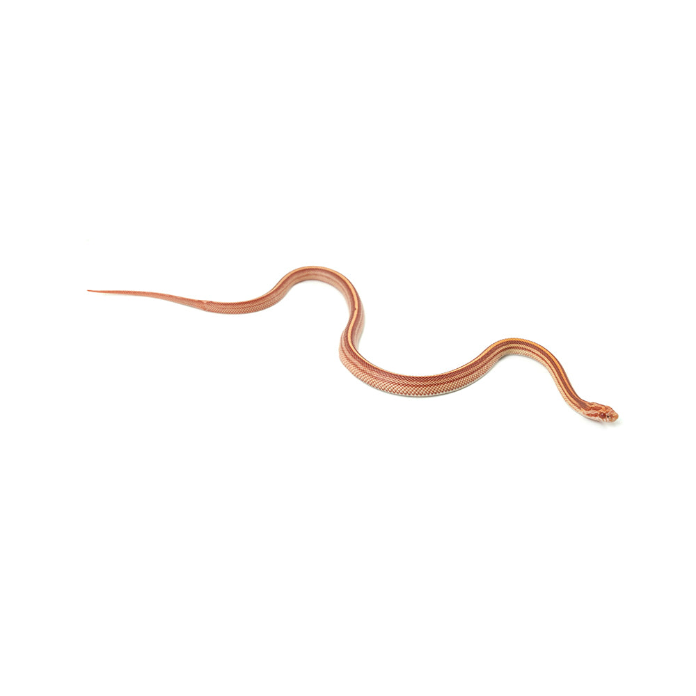 Albino Stripe Corn Snake