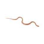 Albino Stripe Corn Snake