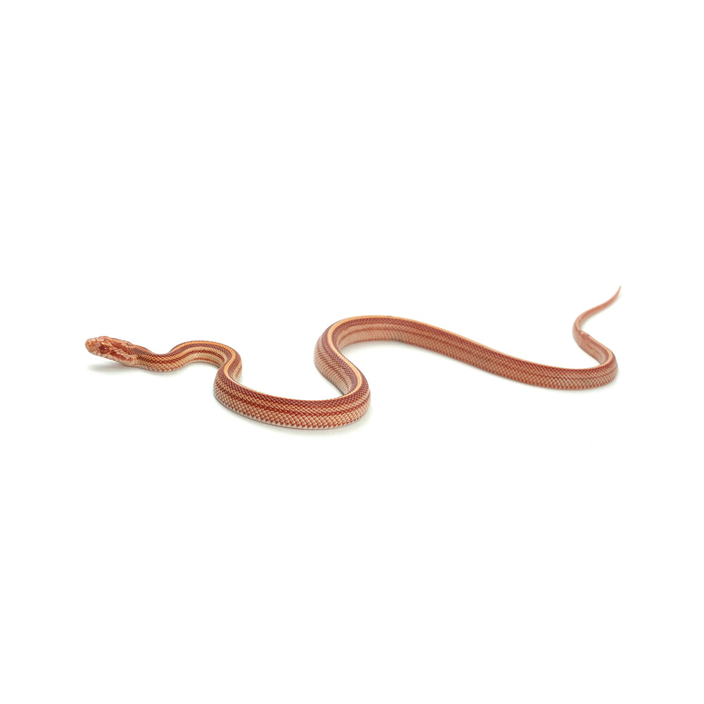 Albino Stripe Corn Snake