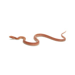 Albino Stripe Corn Snake