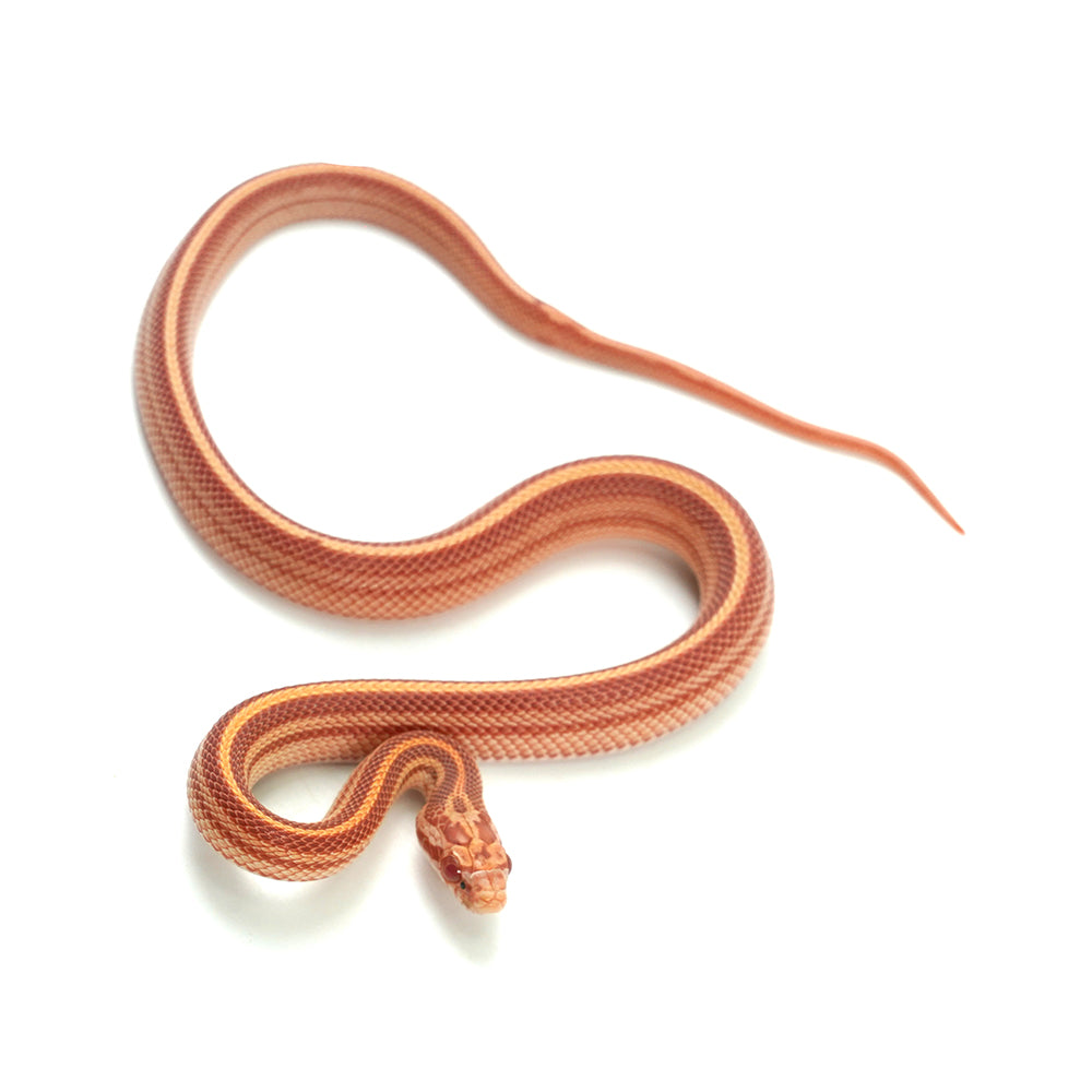 Albino Stripe Corn Snake