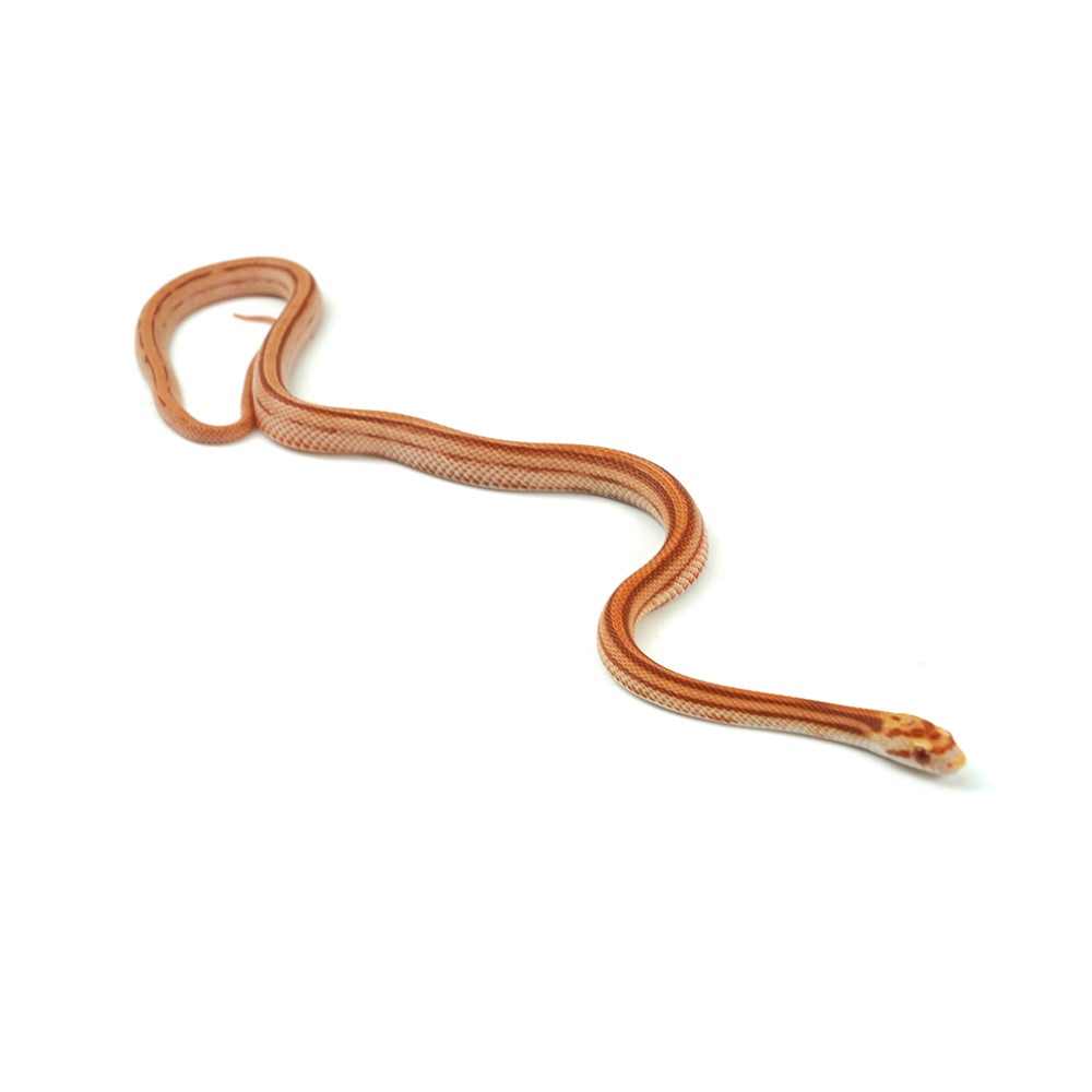 Albino Stripe Corn Snake