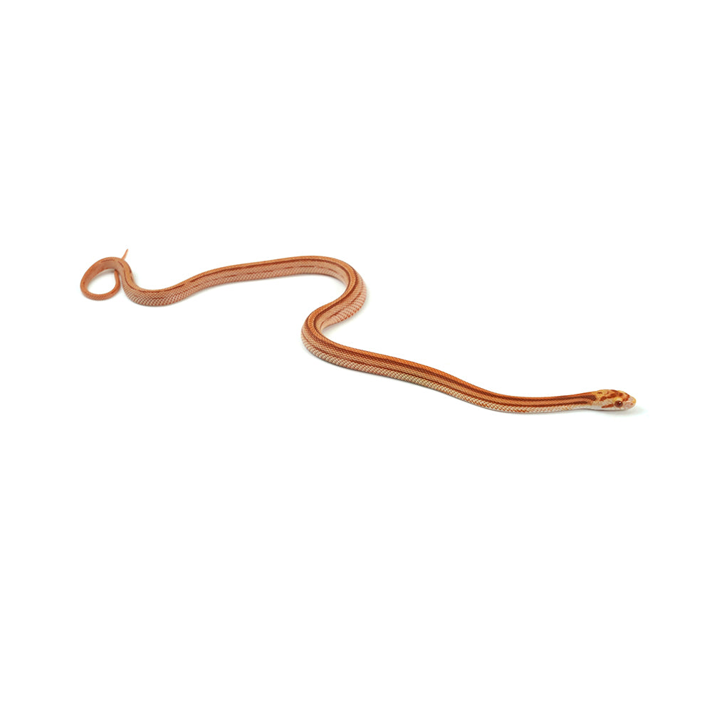 Albino Stripe Corn Snake