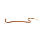 Albino Stripe Corn Snake
