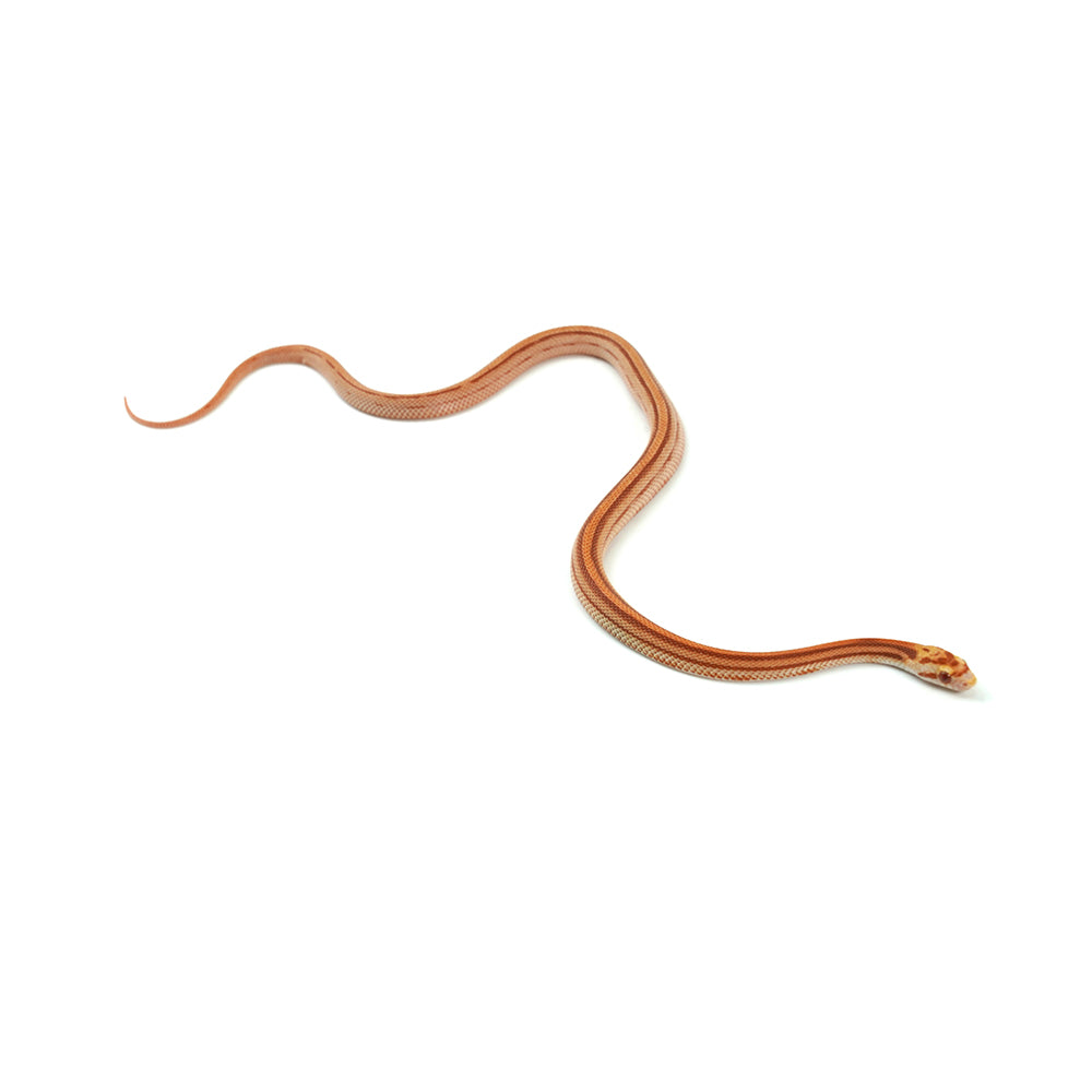 Albino Stripe Corn Snake