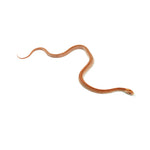 Albino Stripe Corn Snake