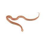 Albino Stripe Corn Snake