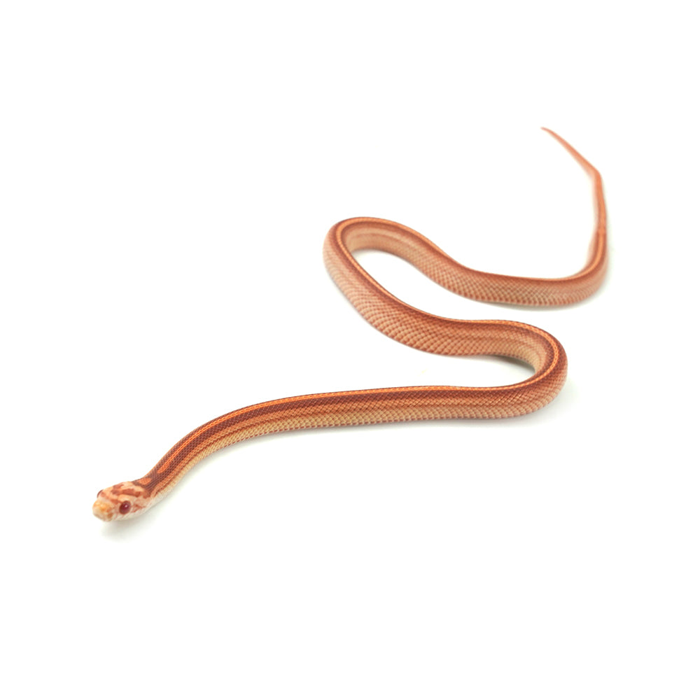 Albino Stripe Corn Snake