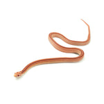 Albino Stripe Corn Snake