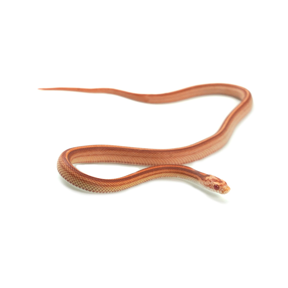 Albino Stripe Corn Snake