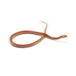 Albino Stripe Corn Snake