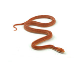 Albino Stripe Corn Snake