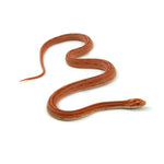 Albino Stripe Corn Snake
