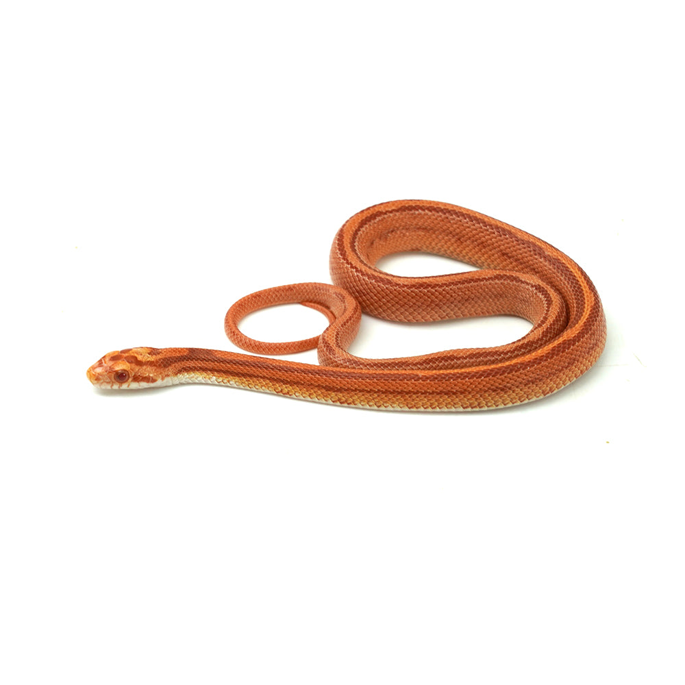 Albino Stripe Corn Snake