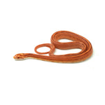 Albino Stripe Corn Snake
