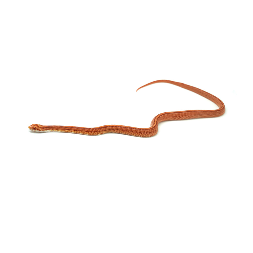 Albino Stripe Corn Snake