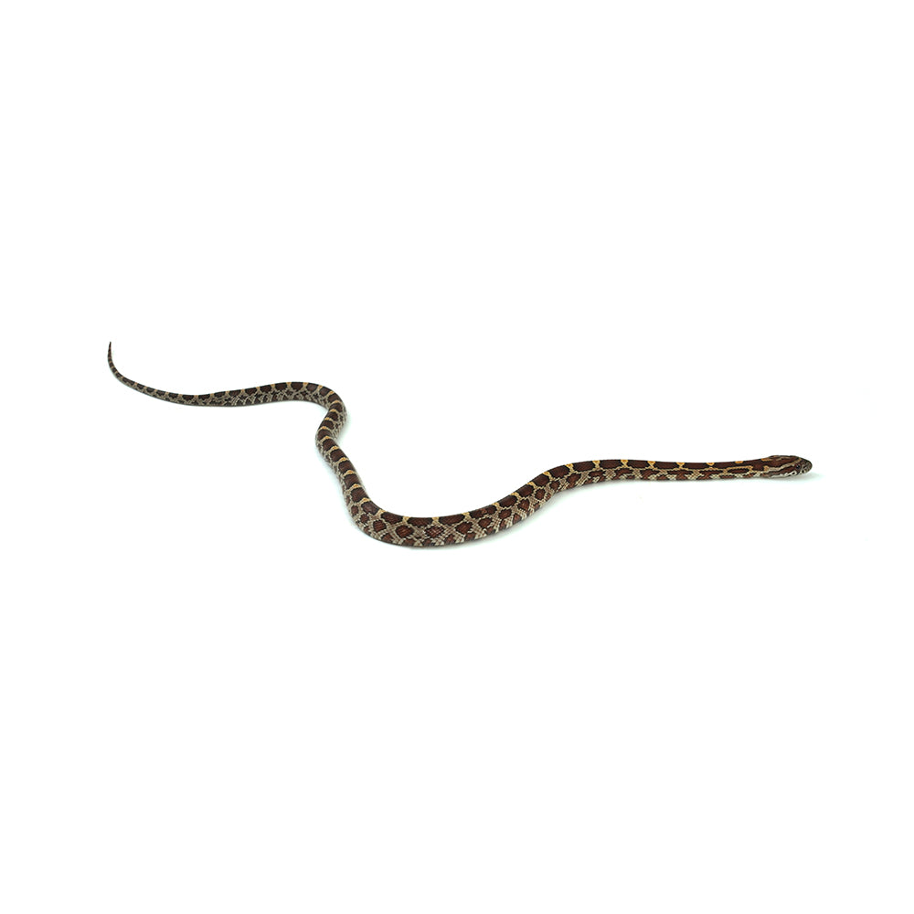 Normal Corn Snake