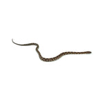 Normal Corn Snake