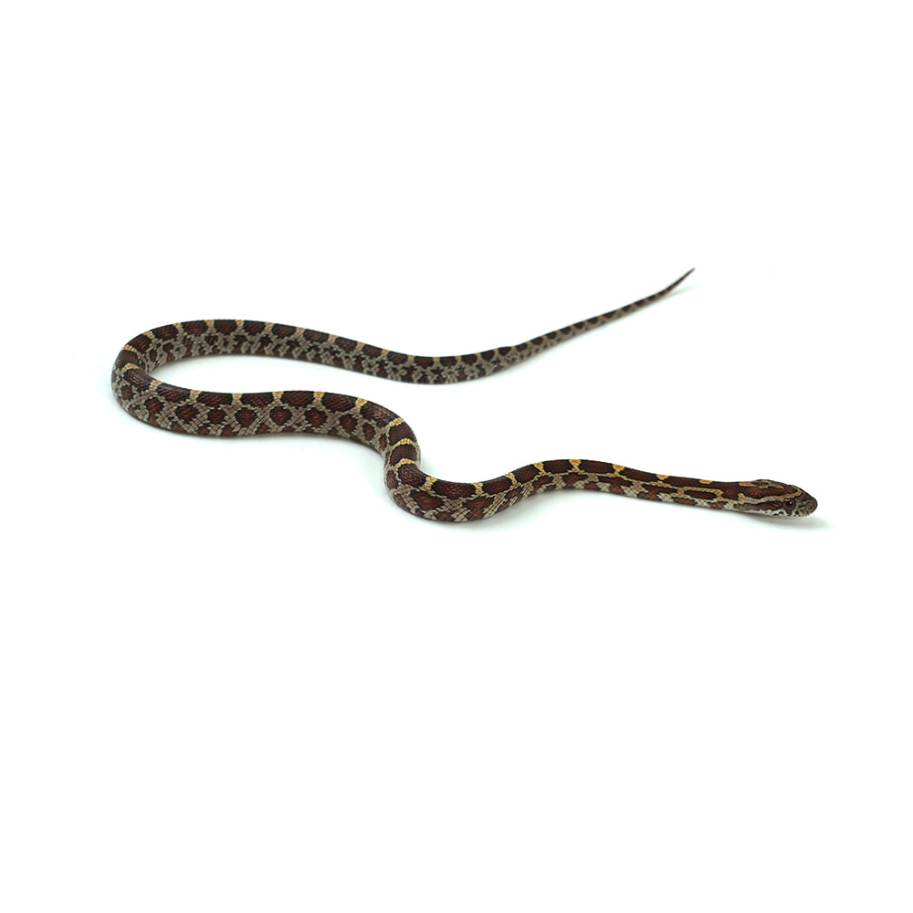 Normal Corn Snake