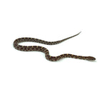 Normal Corn Snake