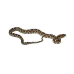 Normal Corn Snake