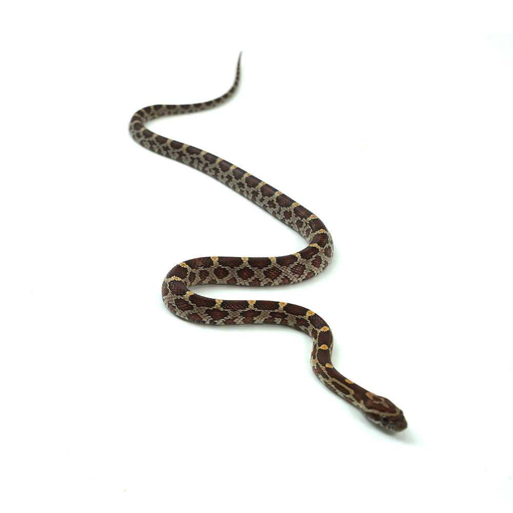 Normal Corn Snake