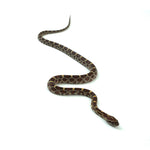 Normal Corn Snake