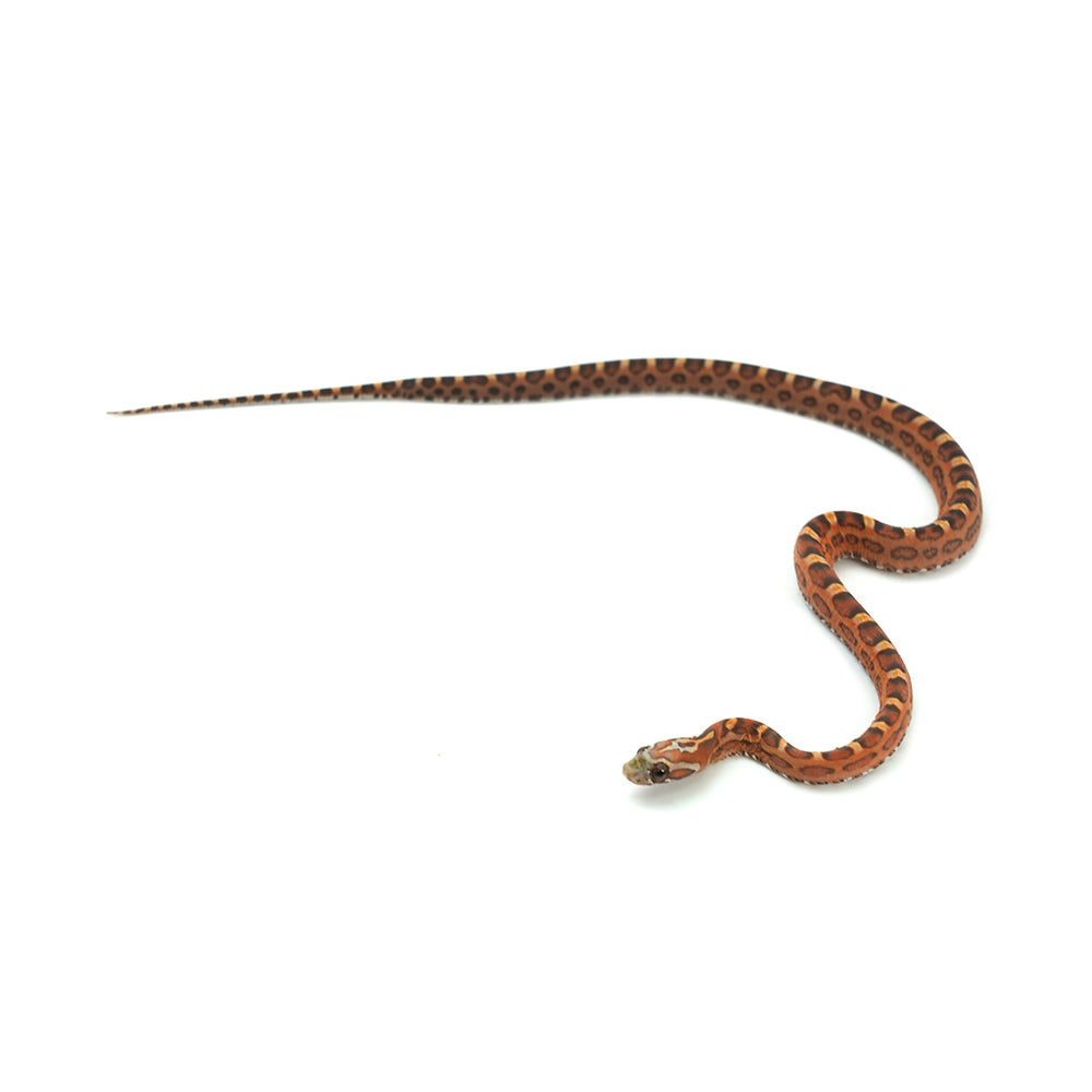 Scaleless Corn Snake