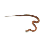Scaleless Corn Snake