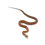 Scaleless Corn Snake